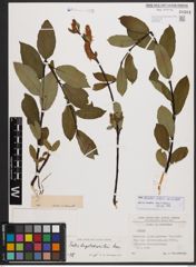 Salix bicolor Ehrh. ex Willd.